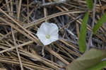 Coastalplain dawnflower